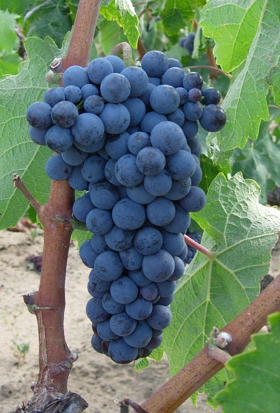 Xinomavro (Vitis vinifera / Common Name: Xinomavro Grape)