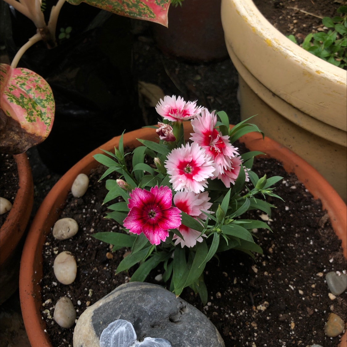 Dianthus Chinese Pinks Seeds