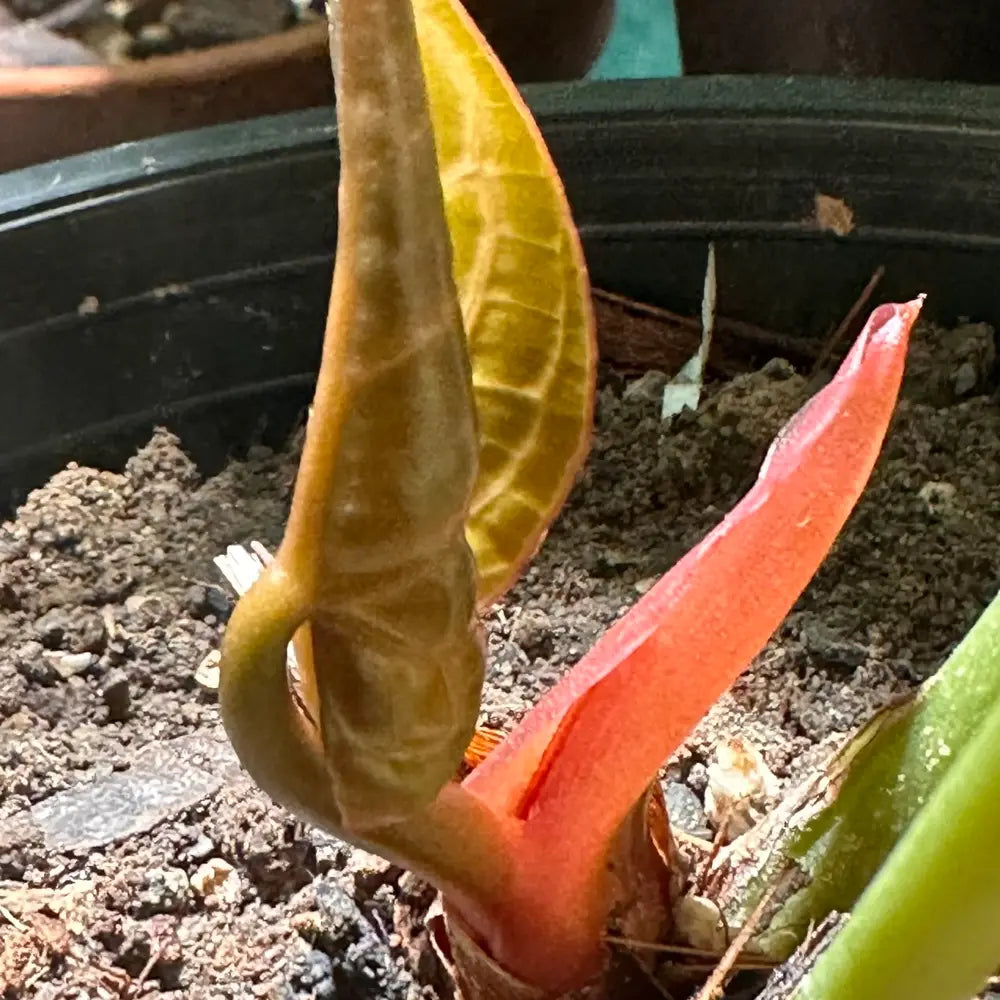 Alocasia Alocasia Macrorrhiza Orange Plant Seeds for Planting – Unique Foliage for Indoor Pots and Tropical Garden Displays