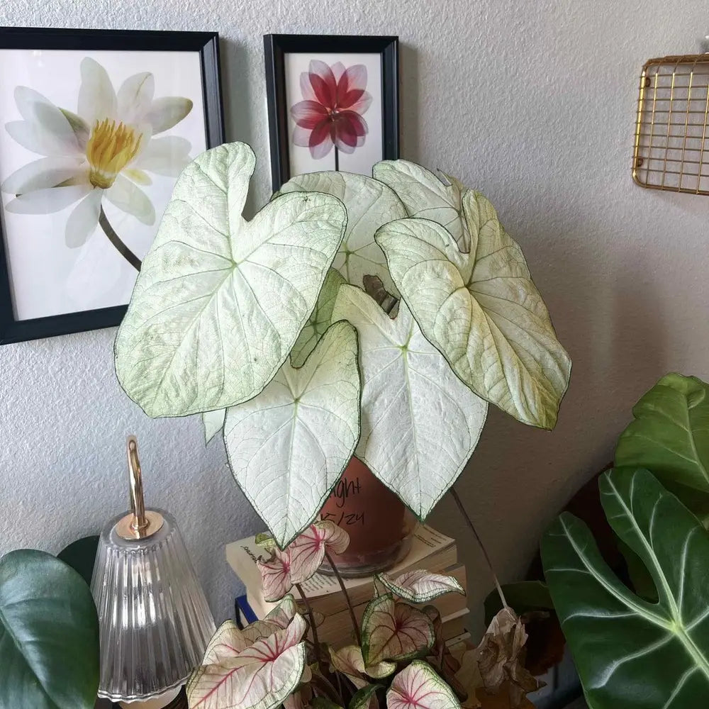 Caladium Bulbs - Florida Moonlight