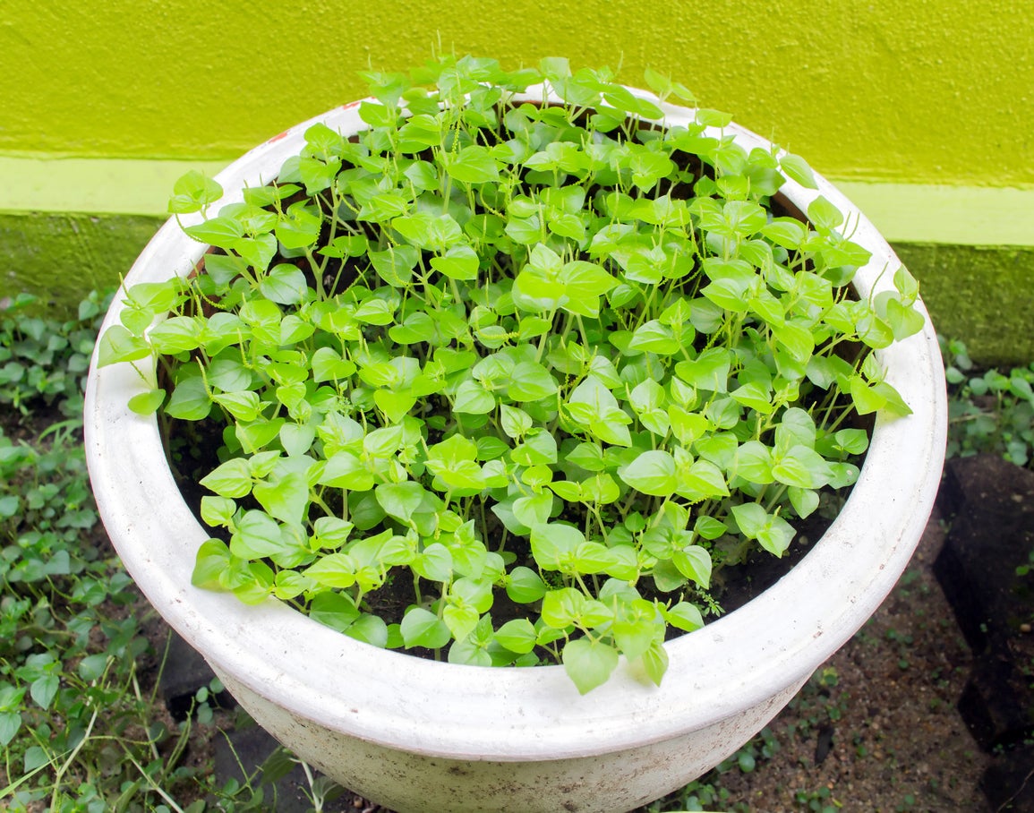 Peperomia Plant Seeds for Planting