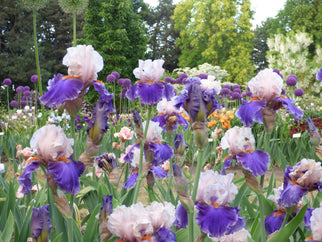 You Grow Girl Tall Bearded Iris