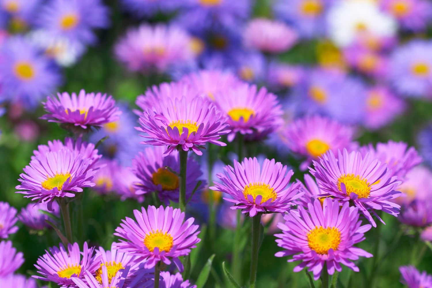 Aster Purple Rainbow Chrysanthemum Perennial Flowering Seeds For Planting