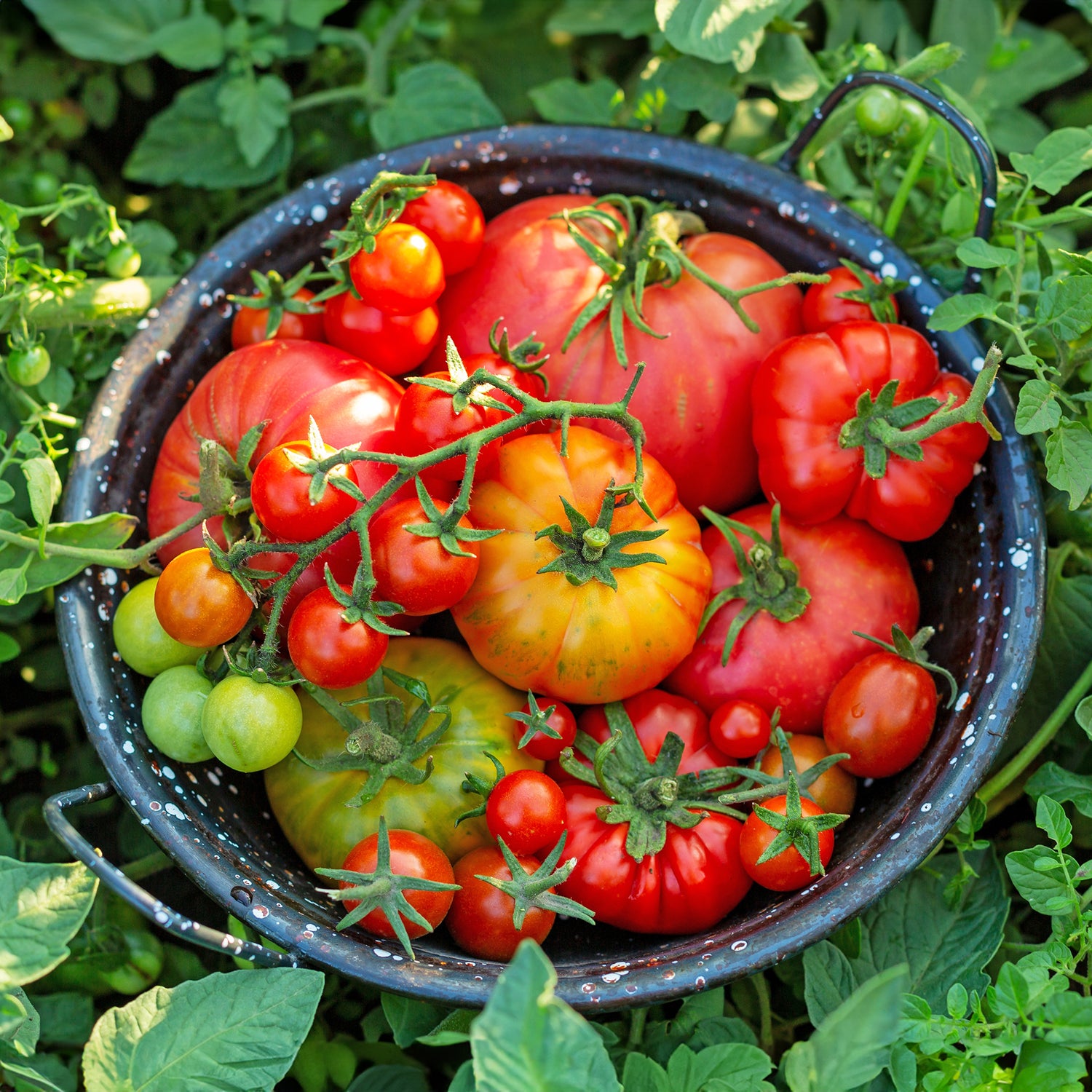 Determinate Highly Resistant Tomato – Heirloom, Non-GMO, High Germination Organic Garden Seeds