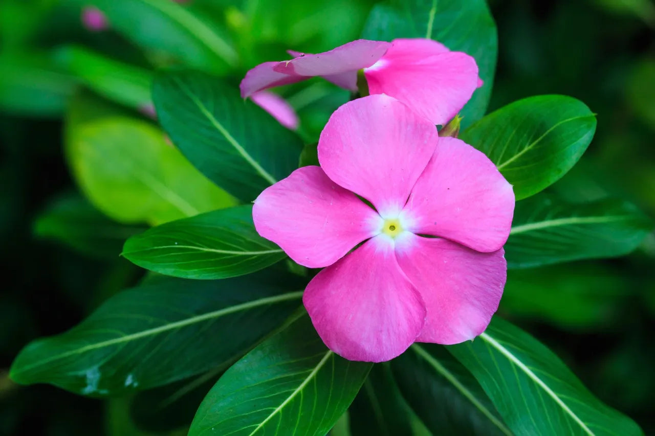 Madagascar Periwinkle