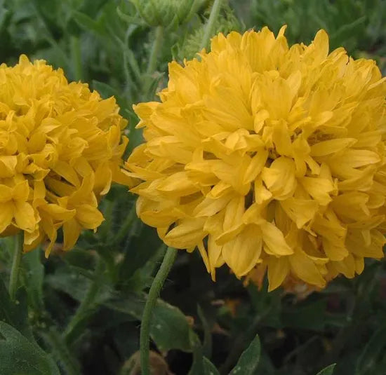 Yellow Annual Herb Flower Gaillardia Sundace heirloom non-gmo organic garden seeds
