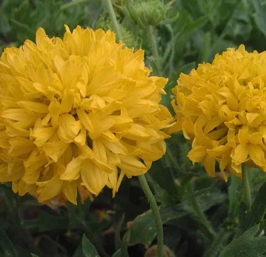 Yellow Annual Herb Flower Gaillardia Sundace – Heirloom, Non-GMO, High Germination Organic Garden Seeds