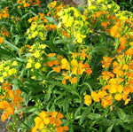 Yellow Biennial Flower Erysimum Amurense heirloom non-gmo organic garden seeds