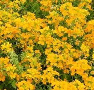 Yellow Biennial Flower Erysimum Amurense – Heirloom, Non-GMO, High Germination Organic Garden Seeds
