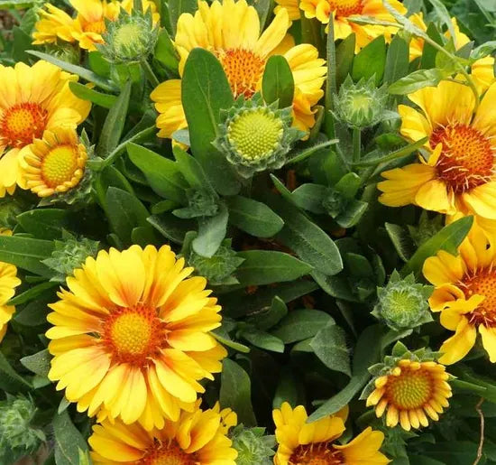 Yellow Gaillardia Aristata Perennial Varieties Flower heirloom non-gmo organic garden seeds