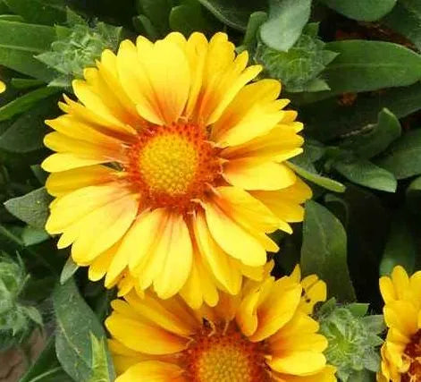 Yellow Gaillardia Aristata Perennial Varieties Flower – Heirloom, Non-GMO, High Germination Organic Garden Seeds