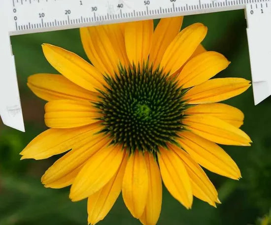 Yellow Perennial Varieties Flower Echinacea Purpurea heirloom non-gmo organic garden seeds