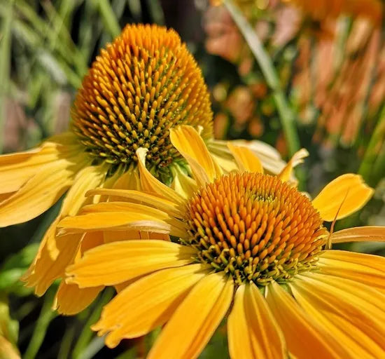 Yellow Perennial Varieties Flower Echinacea Purpurea – Heirloom, Non-GMO, High Germination Organic Garden Seeds