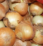 Yellow Mid Maturity Hybrid Good Disease Resistance Onion heirloom non-gmo organic garden seeds