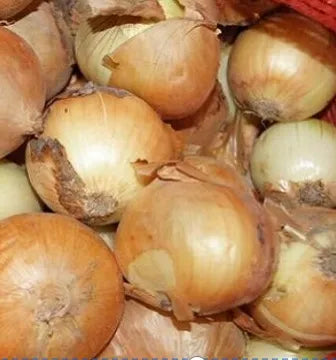 Yellow Mid Maturity Hybrid Good Disease Resistance Onion heirloom non-gmo organic garden seeds