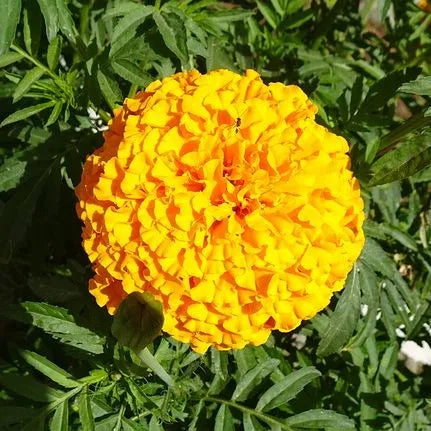 Yellow Marigold Flower For Growing – Heirloom, Non-GMO, High Germination Organic Garden Seeds