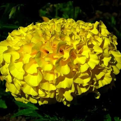 Yellow Tall Marigold, Soil Friendly , Garden Annual Herb Marigold Flower – Heirloom, Non-GMO, High Germination Organic Garden Seeds