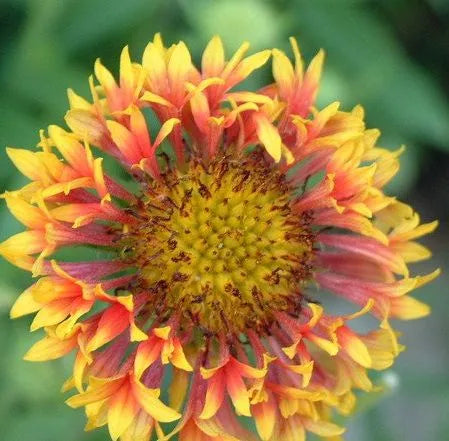Yellow And Red Annual Herb Flower Gaillardia Sundace heirloom non-gmo organic garden seeds
