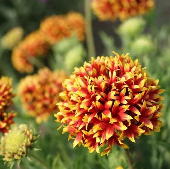 Yellow And Red Annual Herb Flower Gaillardia Sundace – Heirloom, Non-GMO, High Germination Organic Garden Seeds