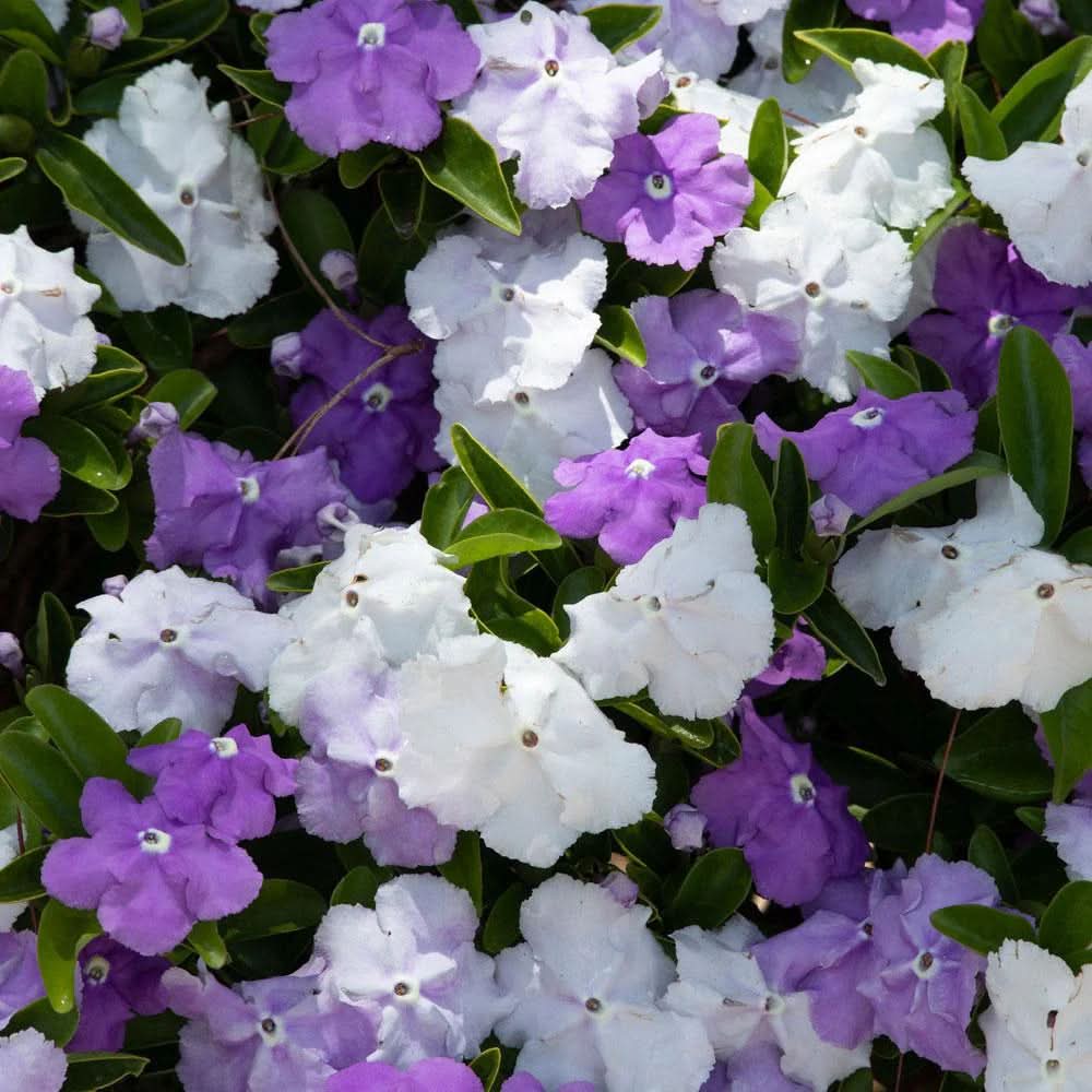 Brunfelsia Flower Seeds for Planting – Fragrant Blooms, Heirloom, Non-GMO Seeds - Flower for planting in home garden
