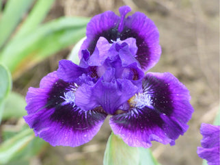 Yodel Dwarf Iris