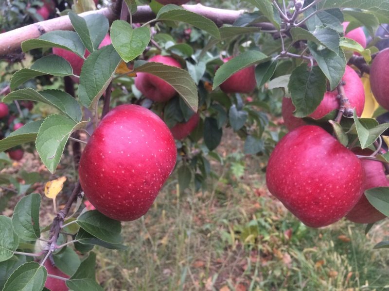 York Imperial Apple Tree (Malus domestica / Common Name: York Imperial Apple)