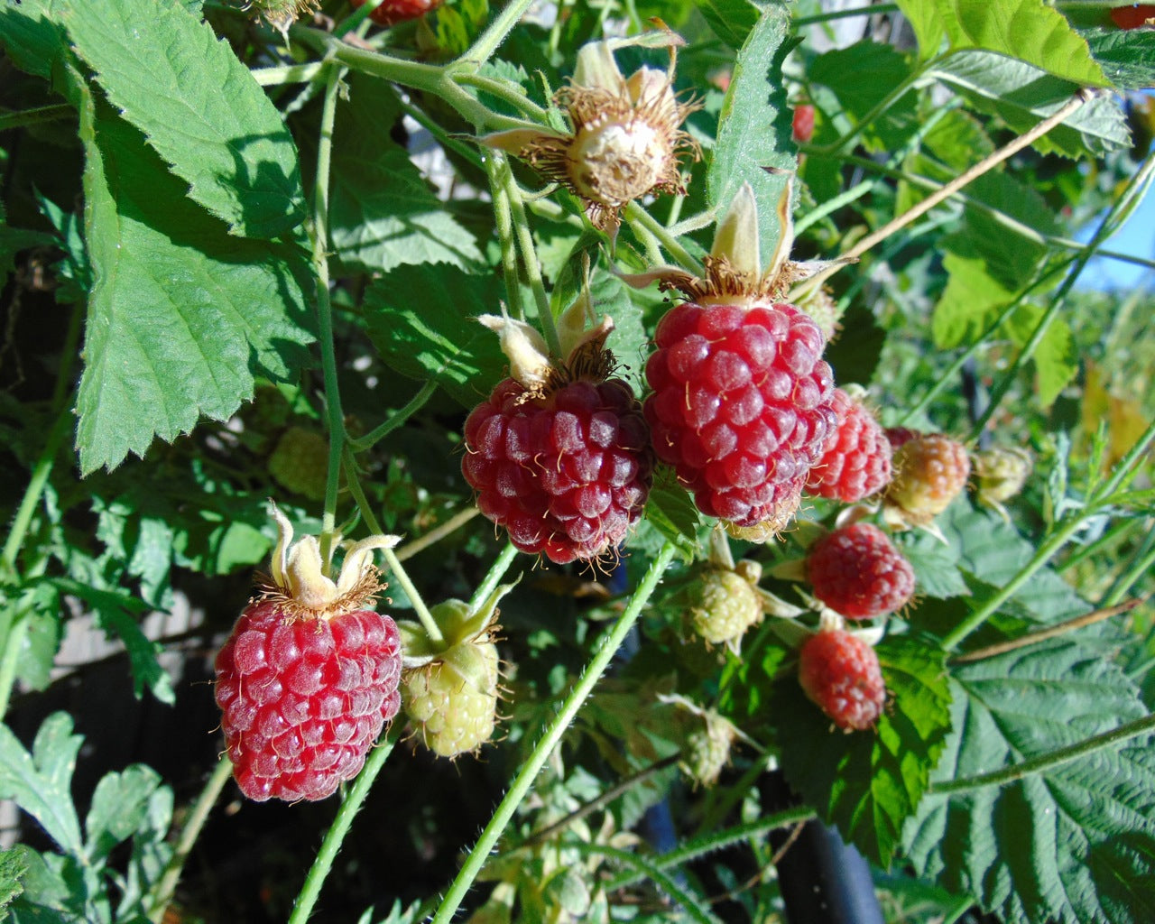 Youngberry Plants (Rubus L. hybrid / Common Name: Youngberry)