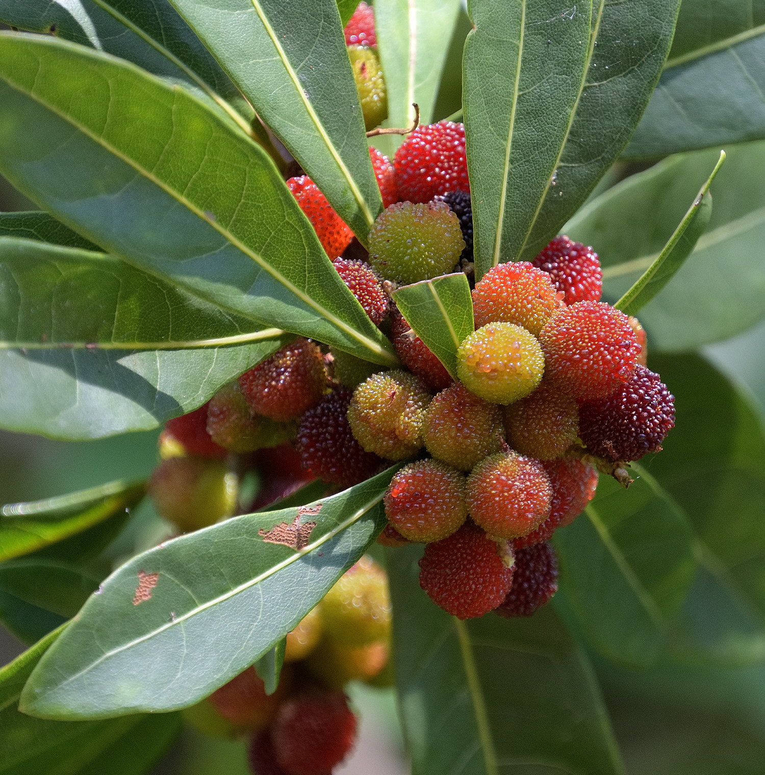 Yumberry Seeds (Myrica rubra / Common Name: Yumberry)