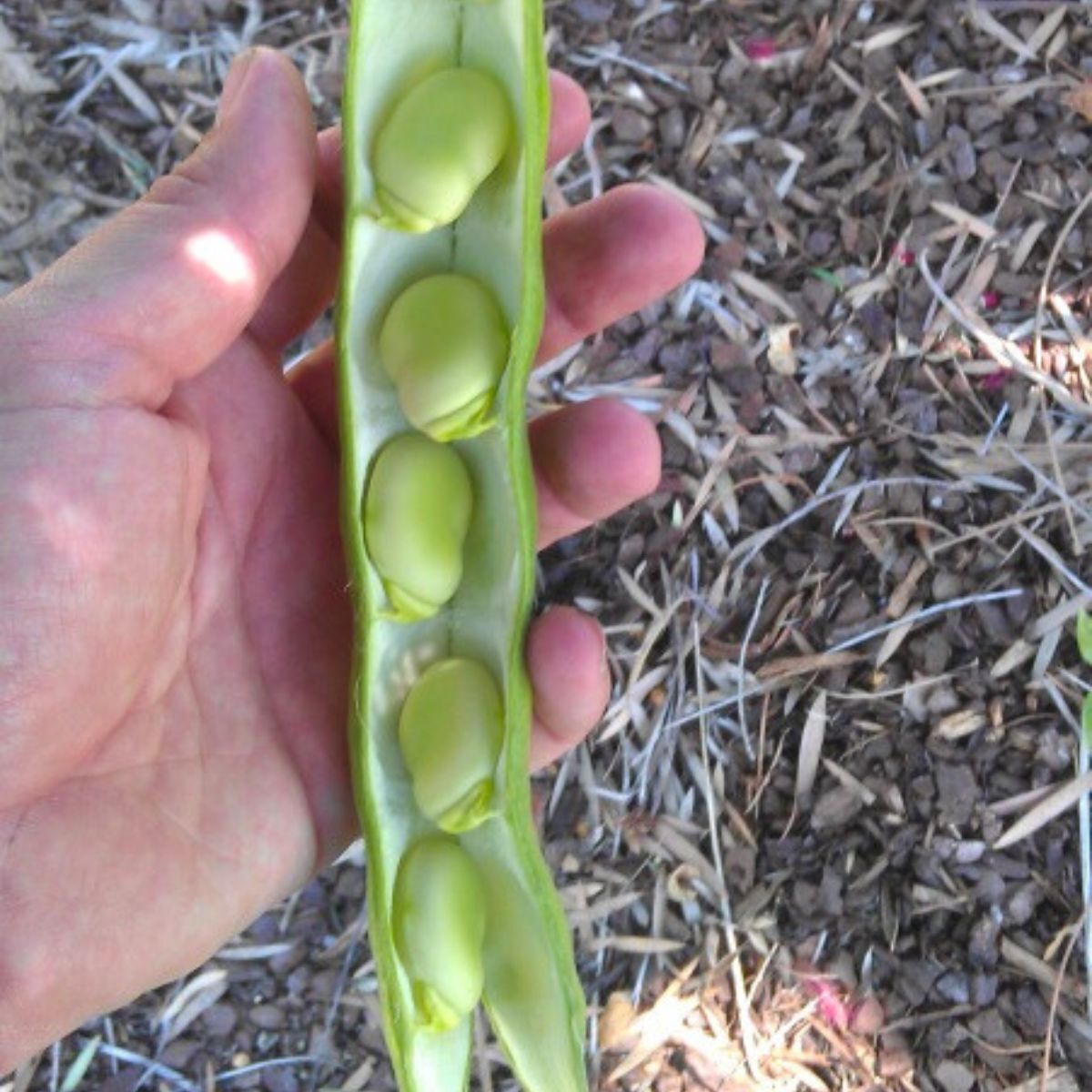 Tripoli Broad Bean Seeds