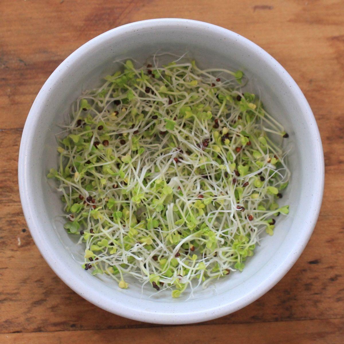 Mustard Green Sprouting Seeds