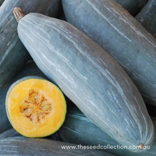 Guatemalan Blue Banana Winter Squash Seeds