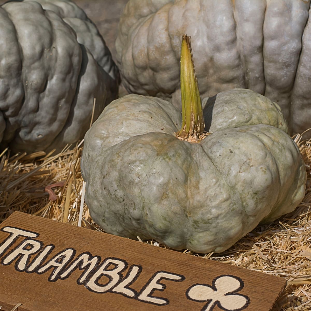 Triamble Pumpkin Seeds