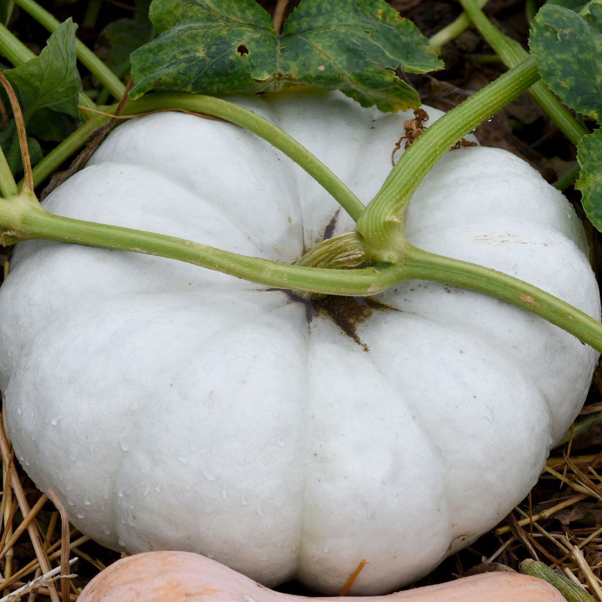 Flat White Boer Pumpkin Seeds