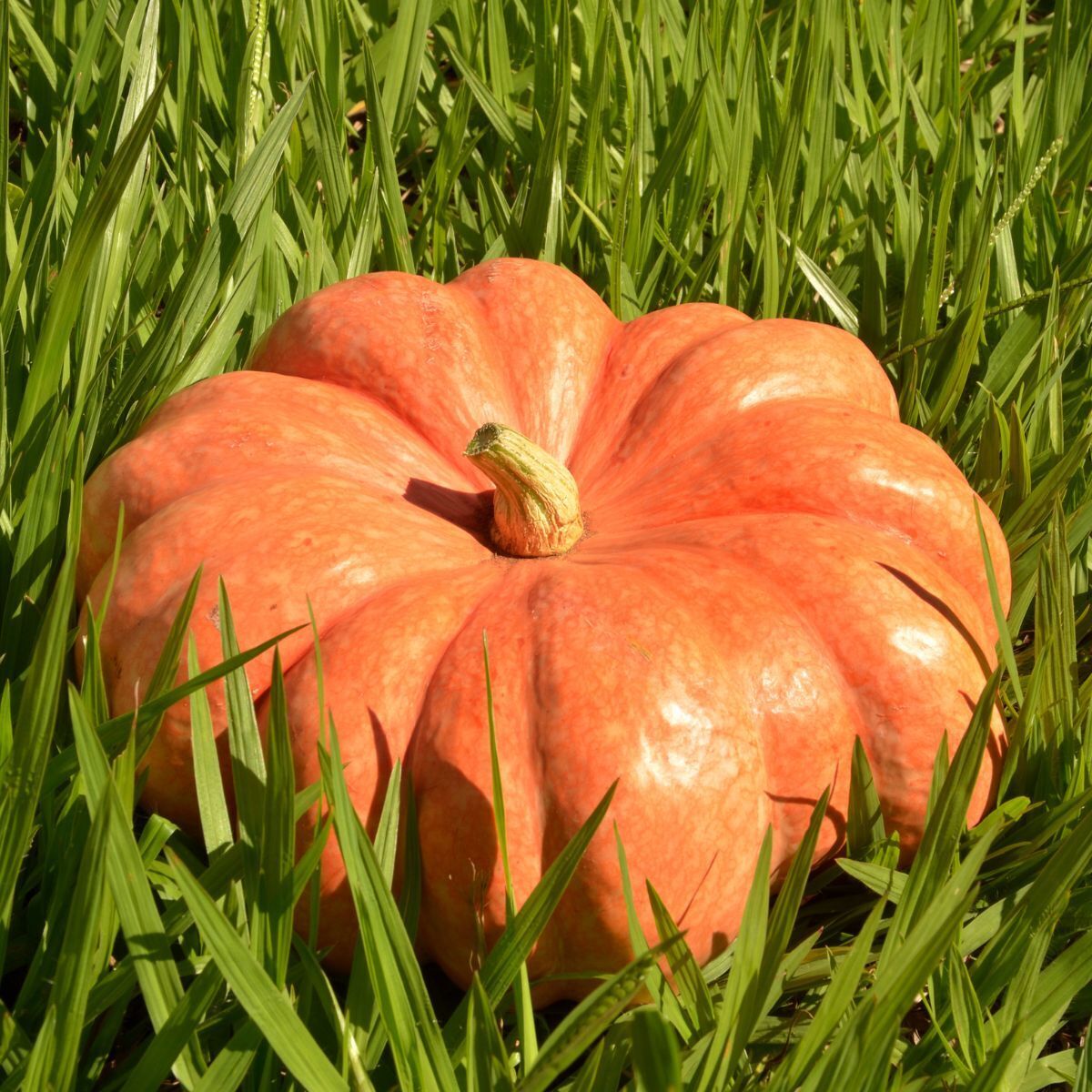 Moranga Pumpkin Seeds