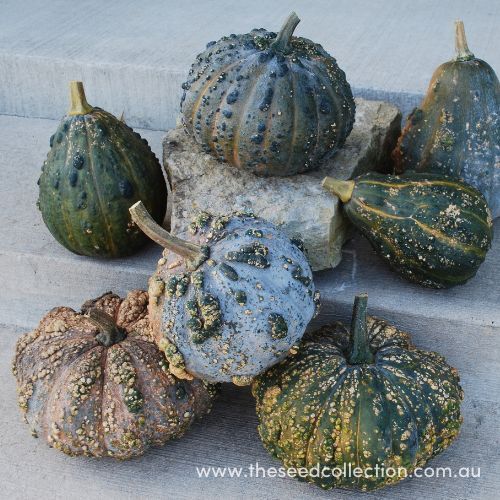 Musquee de Maroc Winter Squash Seeds