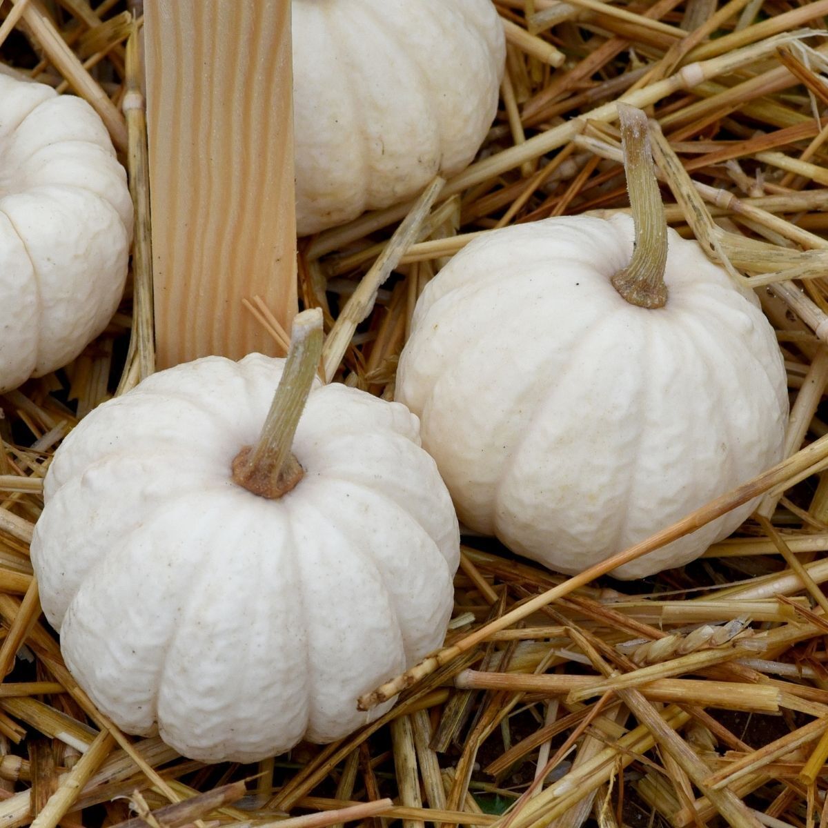 Baby Boo Pumpkin Seeds