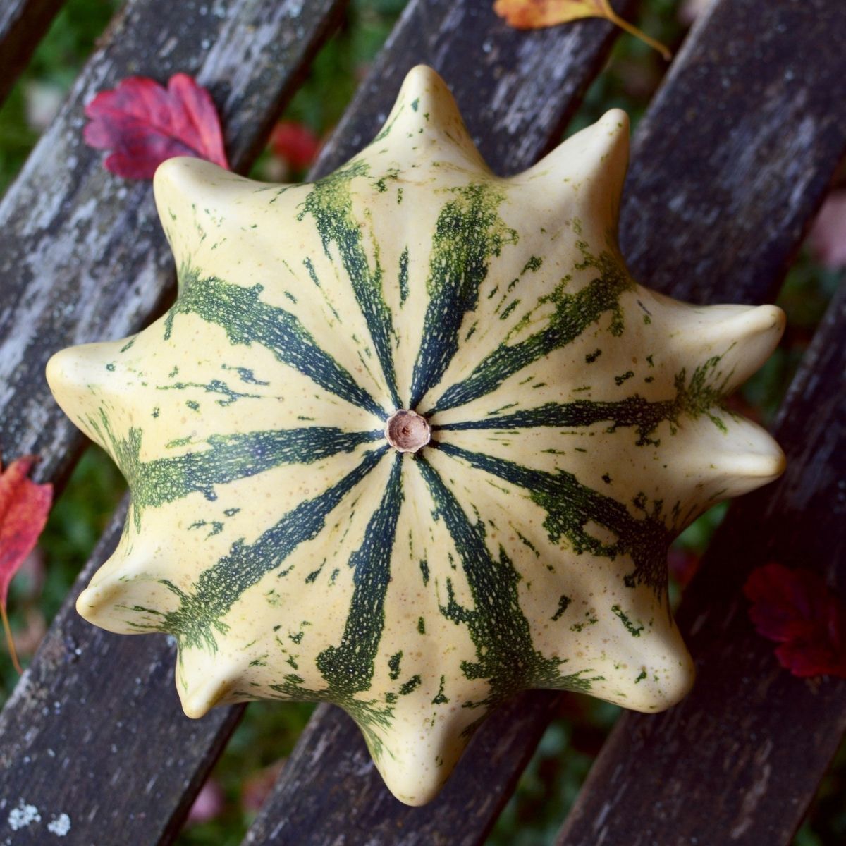 Crown of Thorns Gourd Seeds