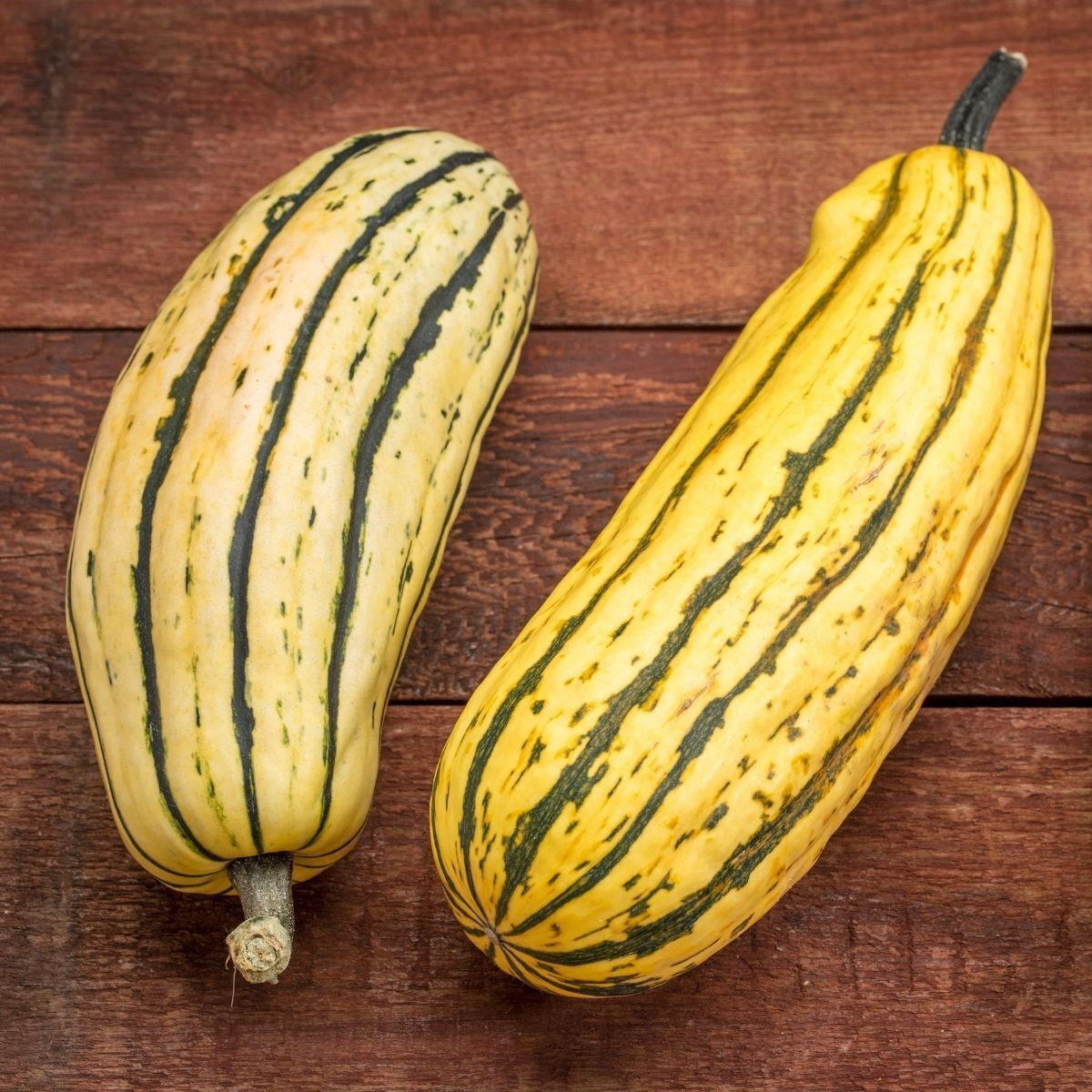 Delicata Winter Squash Seeds