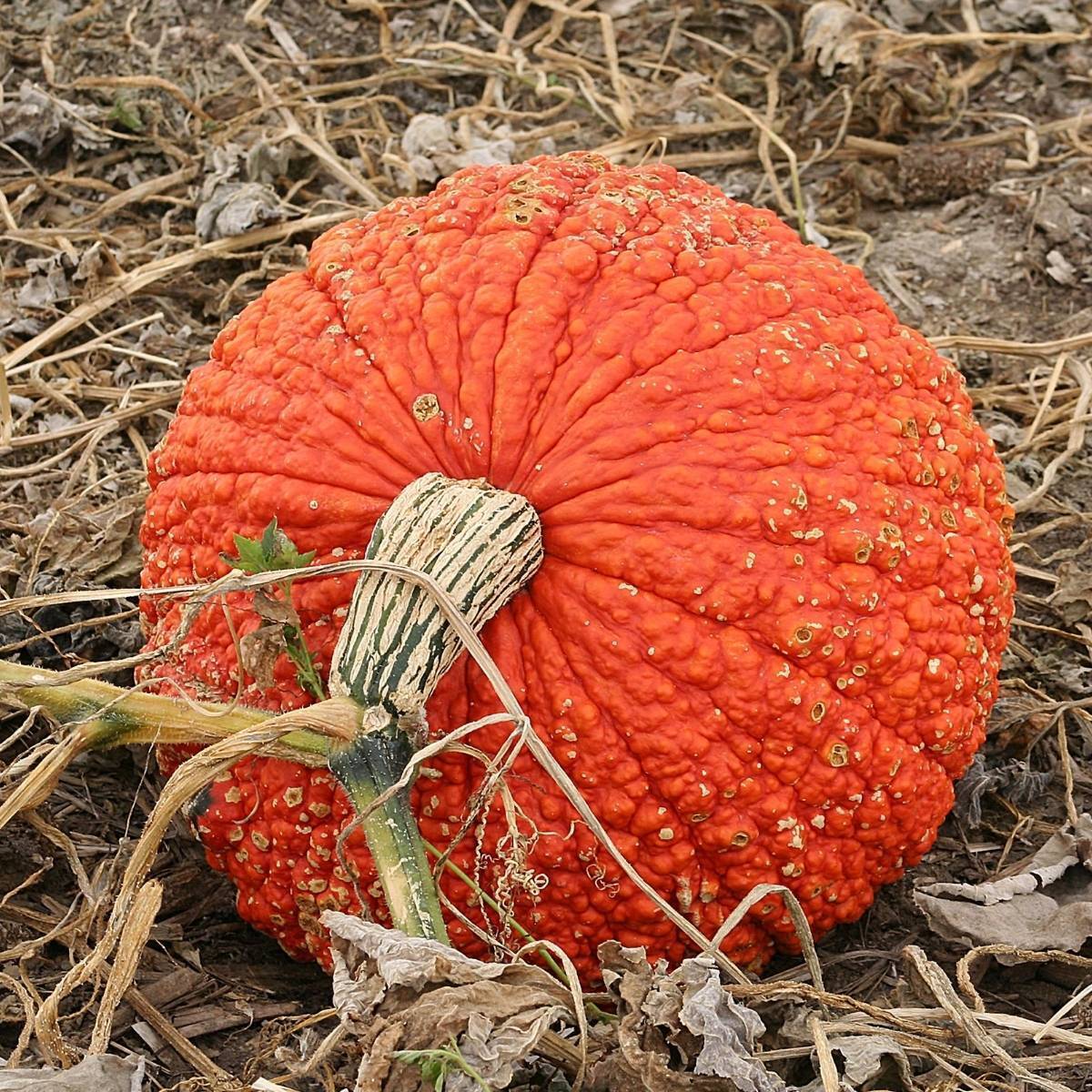 Red Warty Thing Pumpkin Seeds