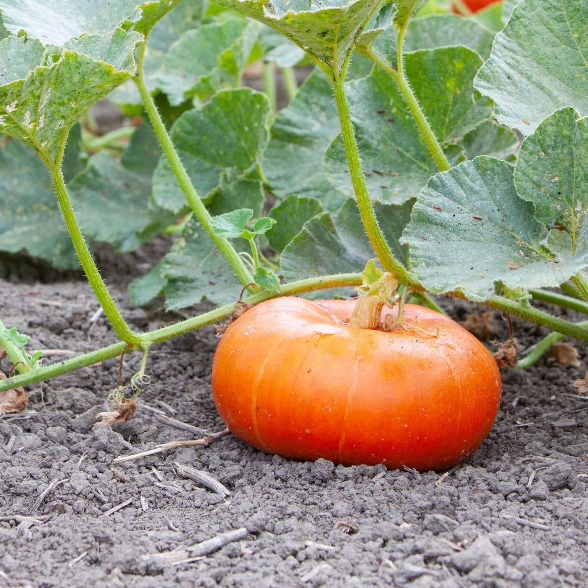 Cinderella Pumpkin Seeds