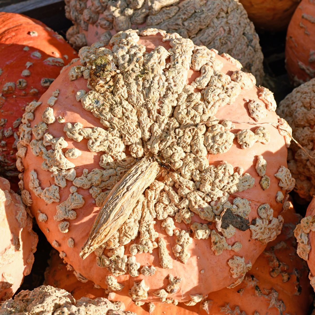 Galeux D'eysines Pumpkin Seeds