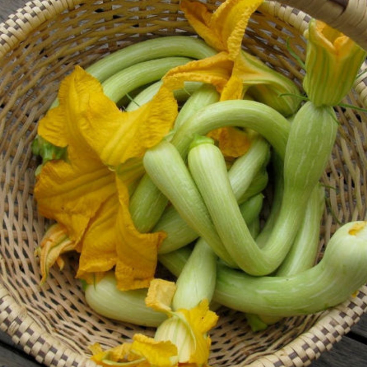 Tromboncino Squash Seeds