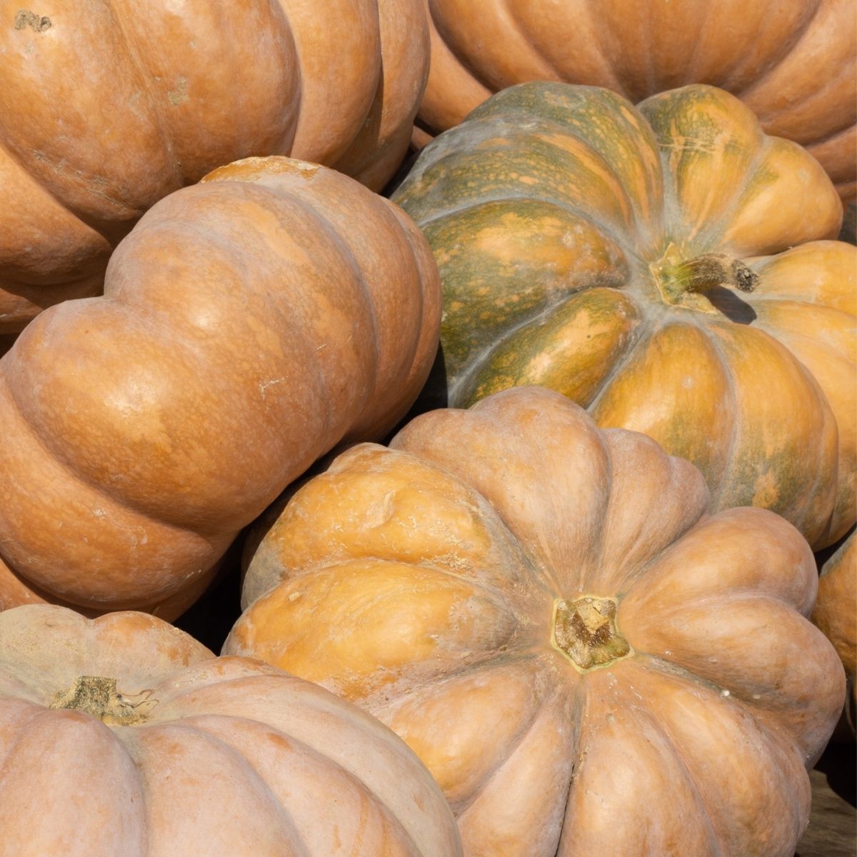 Musquee de Provence Pumpkin Seeds