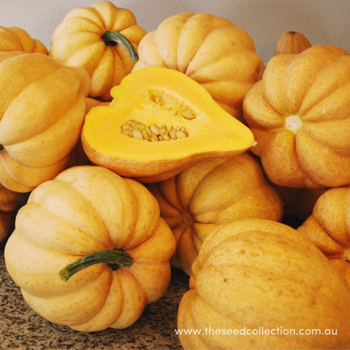 Thelma Sanders Winter Squash Seeds