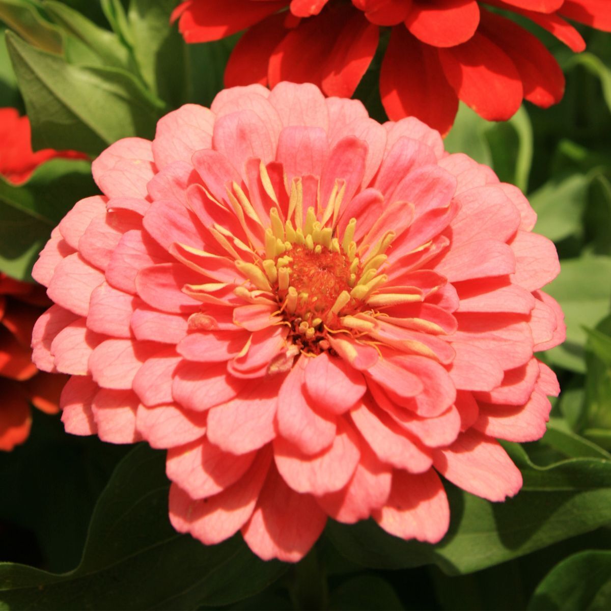 Zinnia Benary's Giant Salmon Rose Seeds