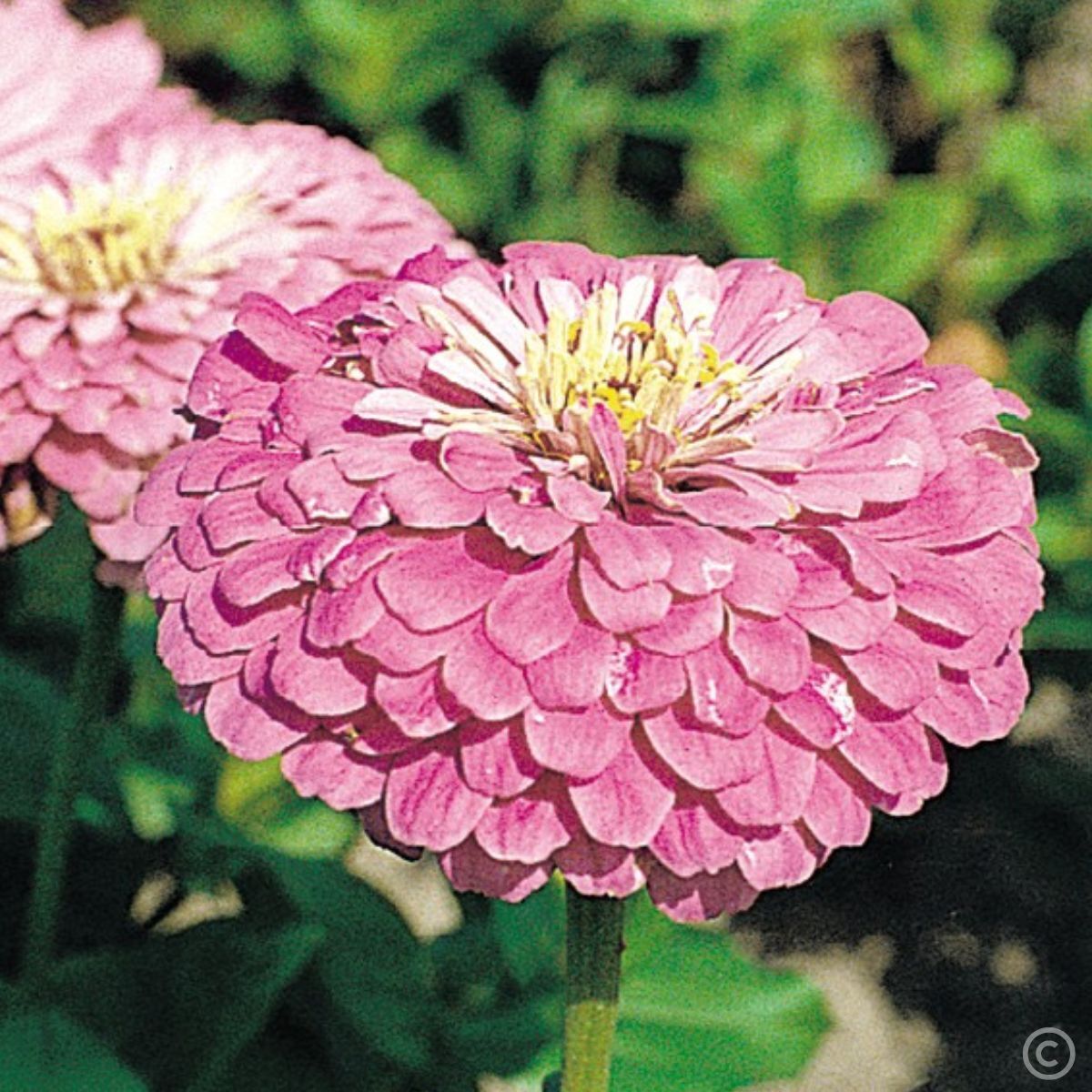 Zinnia Benary's Giant Lilac Seeds