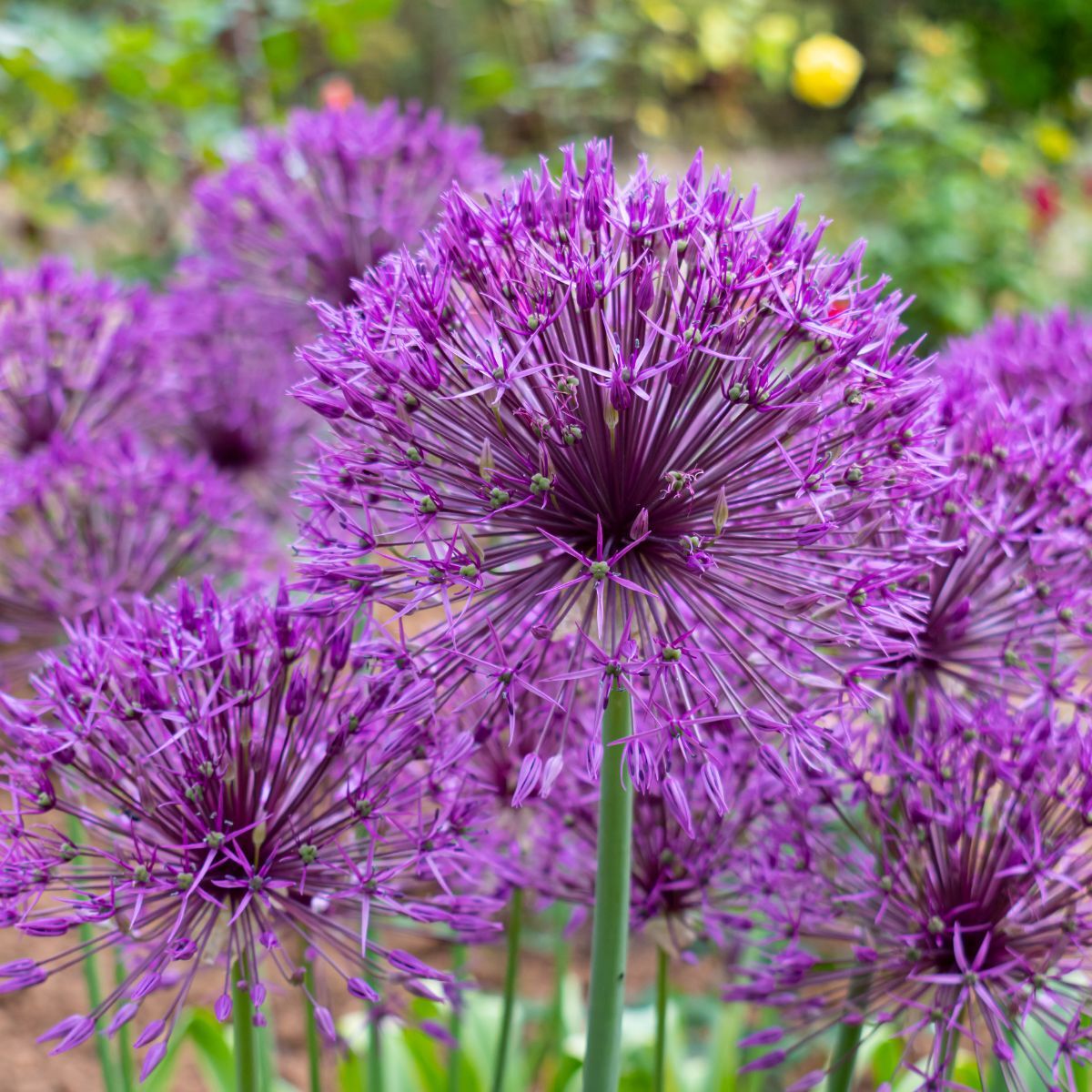 Allium Purple Rain Bulb