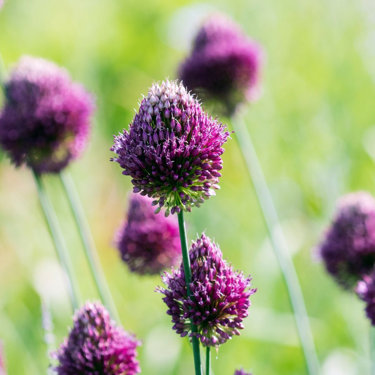 Allium Drumsticks Bulb