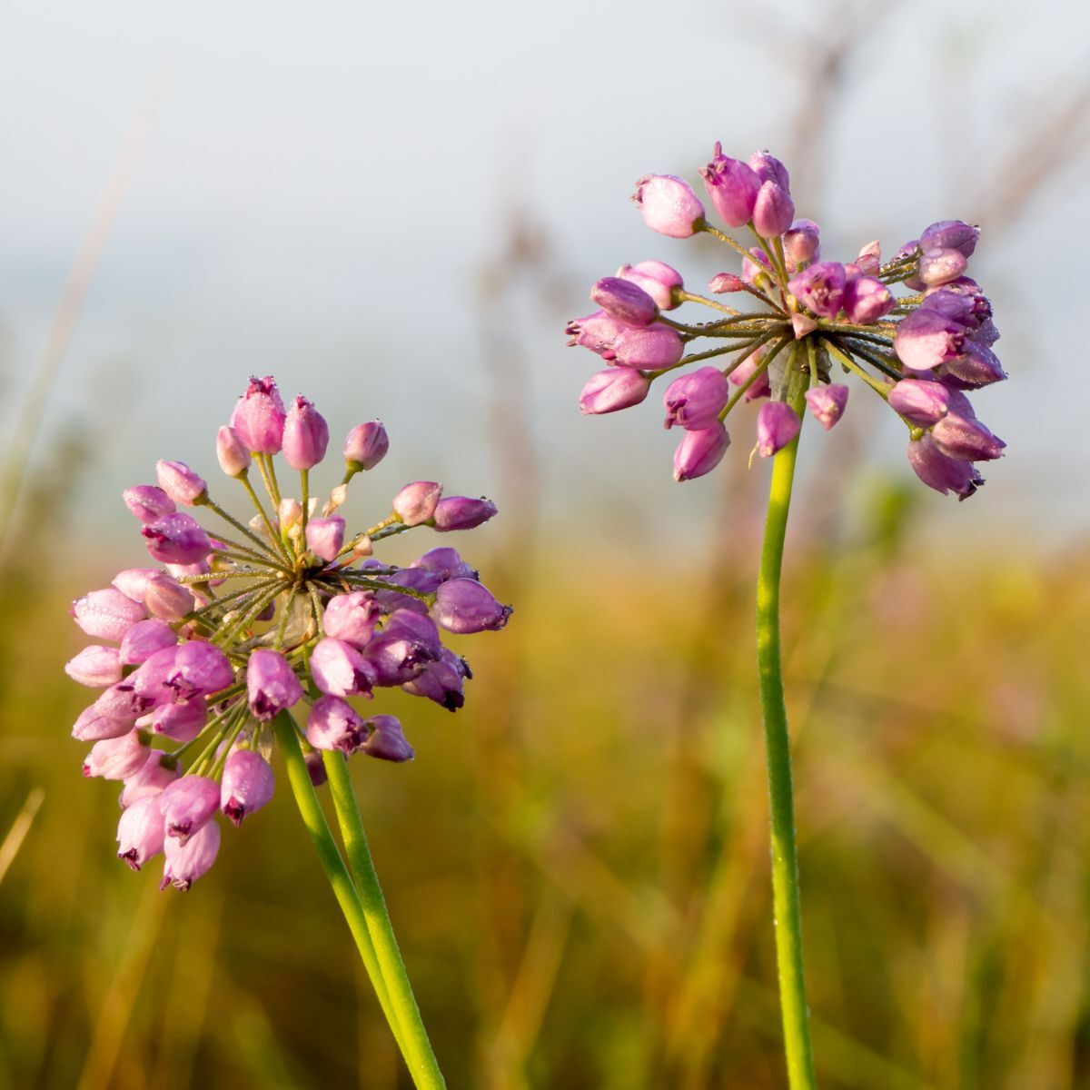 Allium Tapertip Onion Bulb