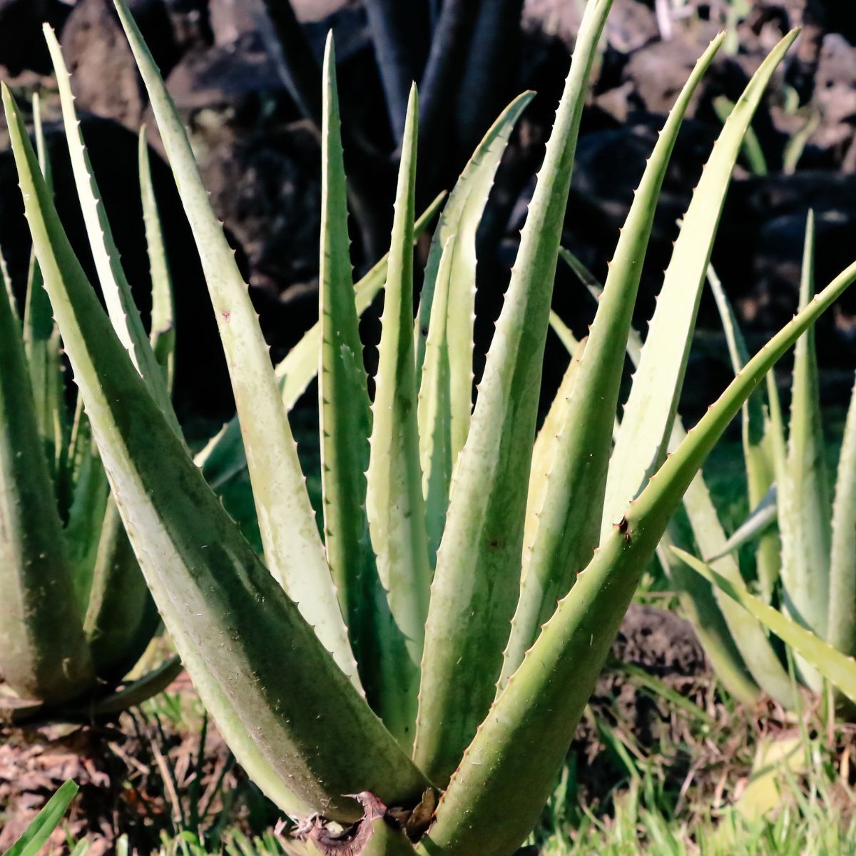 Aloe Vera Plant